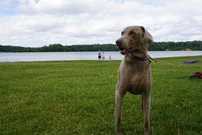 Dog Lake Nature