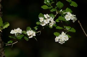 Apple Blossom Bloom