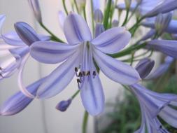 Agapanthus Flower Blue-Purple