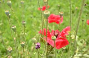 Red Flowers Bloom