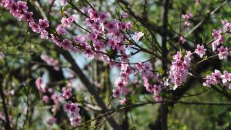 Flower Tree Branch