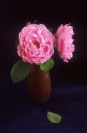 Rose Pink Sarah Van Fleet