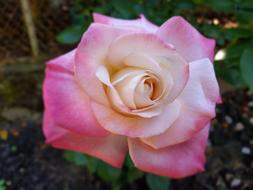 Blooming Pink Rose Close Up