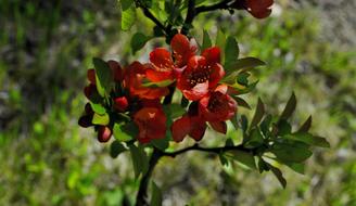 Quince Flowering Sad