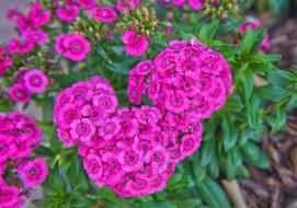 purple Flowers blooming in Nature