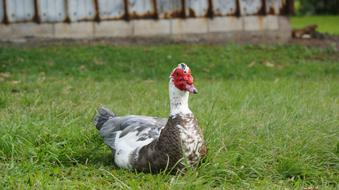 Duck Sitting Bird