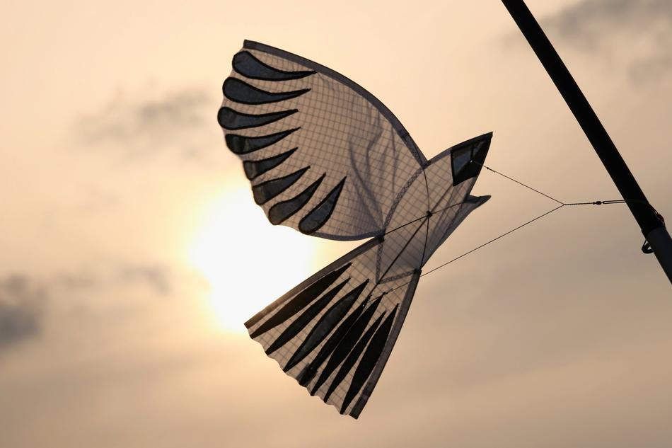 Sunset Dragons Seagull On