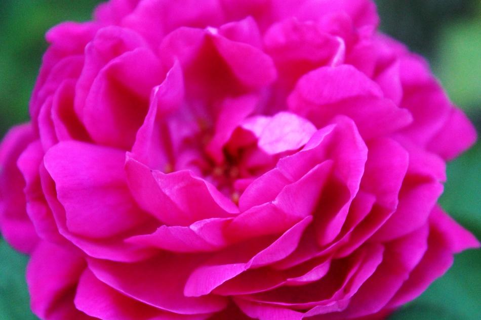 Pink Rose Blossom