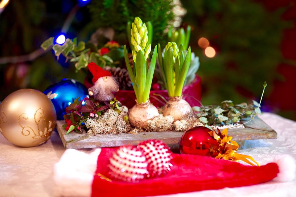 Happy Christmas Plant