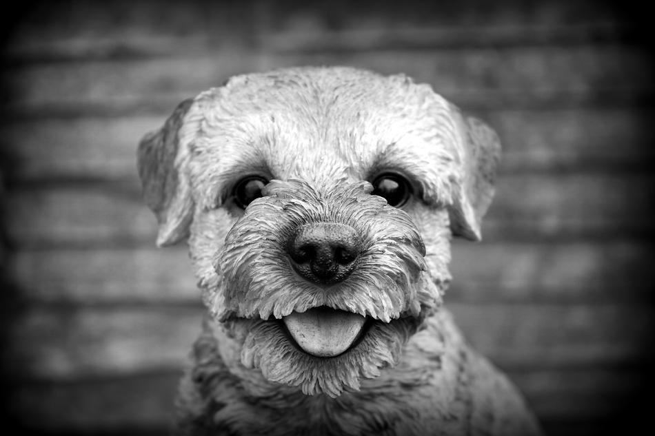 Dog Pet Animal