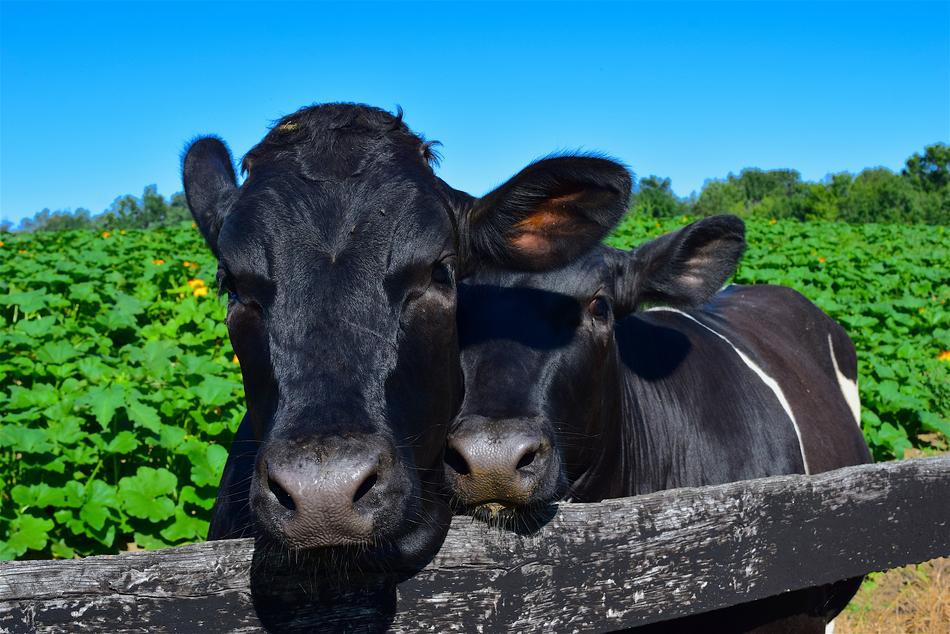 Cows Cuddling Happy