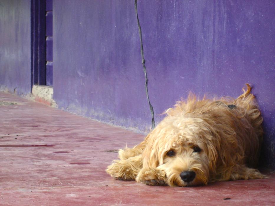 Dog Color Puppy