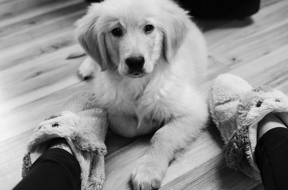 Golden Retriever Futrzak