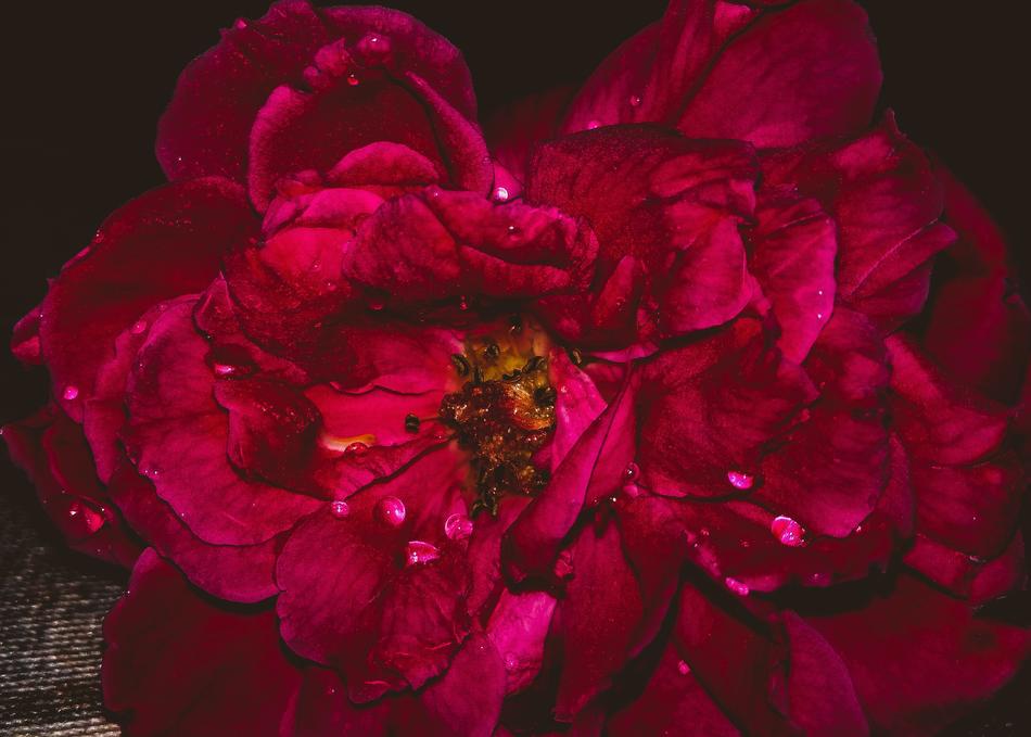 Flower Rose Petal