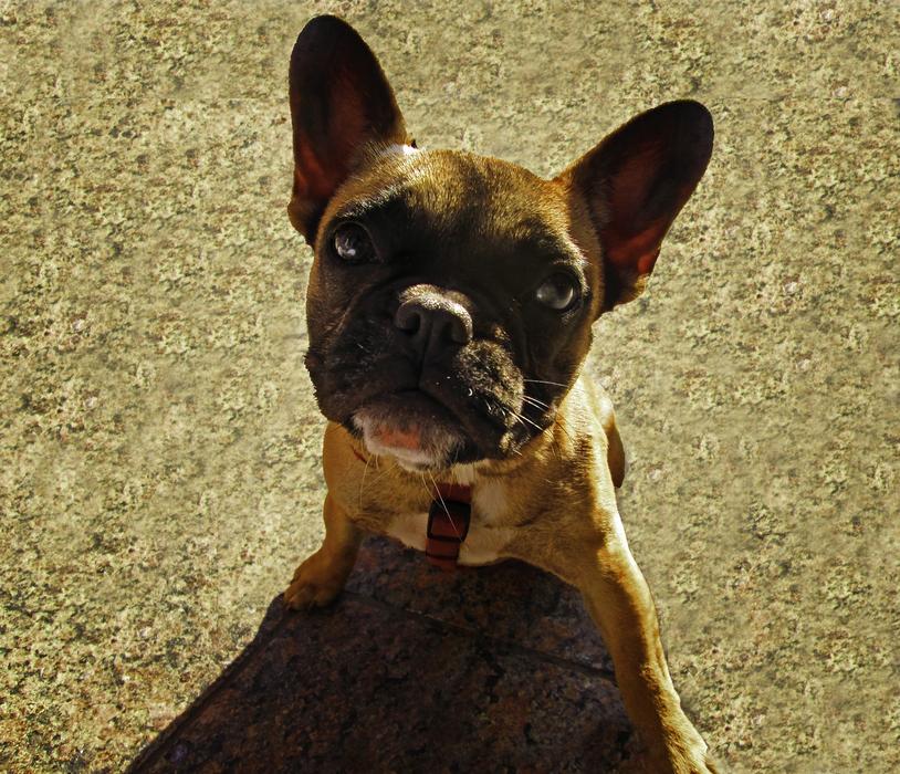 Dog Pet Animal