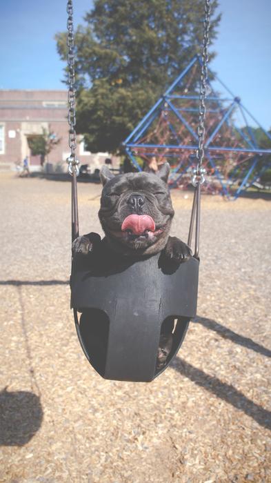 Cute and beautiful, dark dog with tongue out, on the tire swing, above the sand