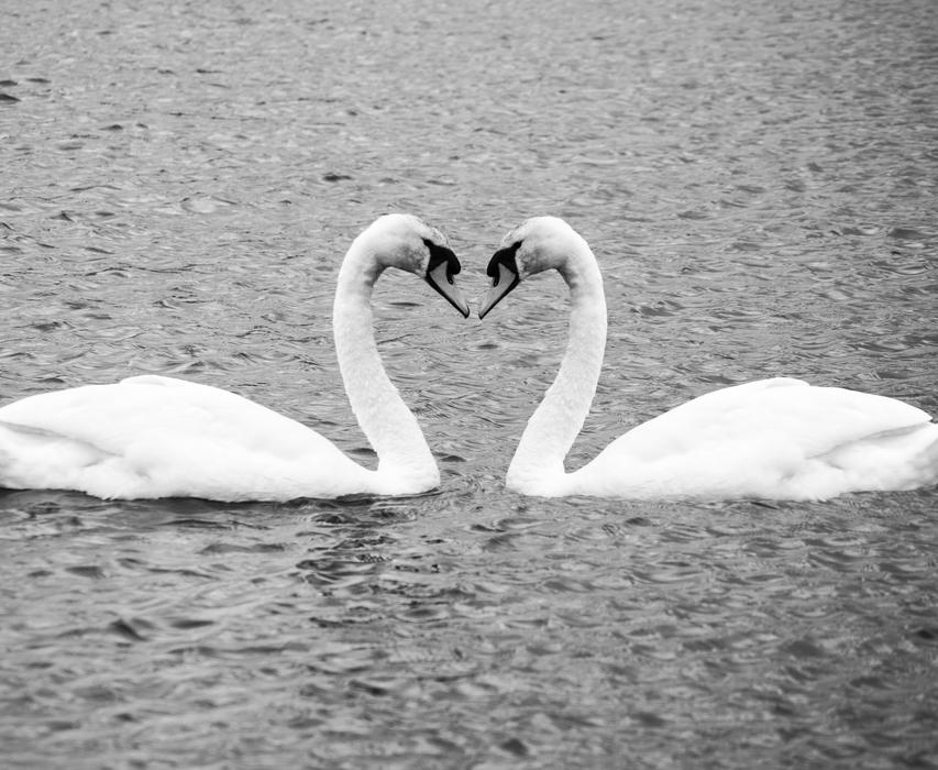 Swan Bird Water