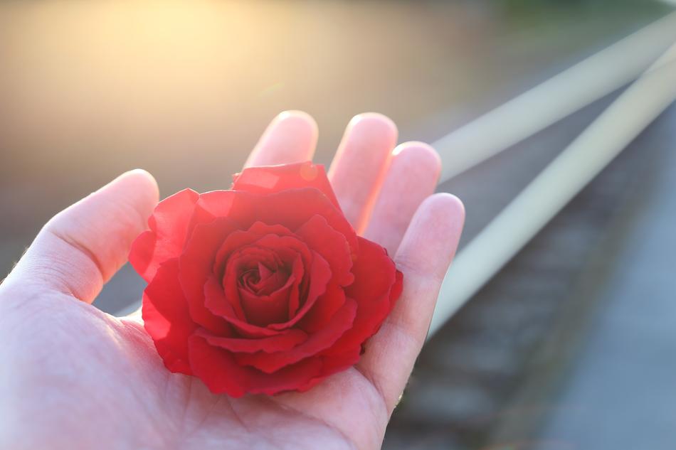 Close-up of the beautiful red flower on the hand, at blurred background with railway