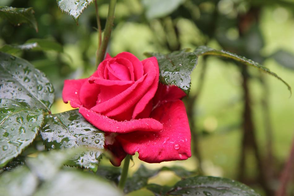 Pink Red Rose Papa Meiland