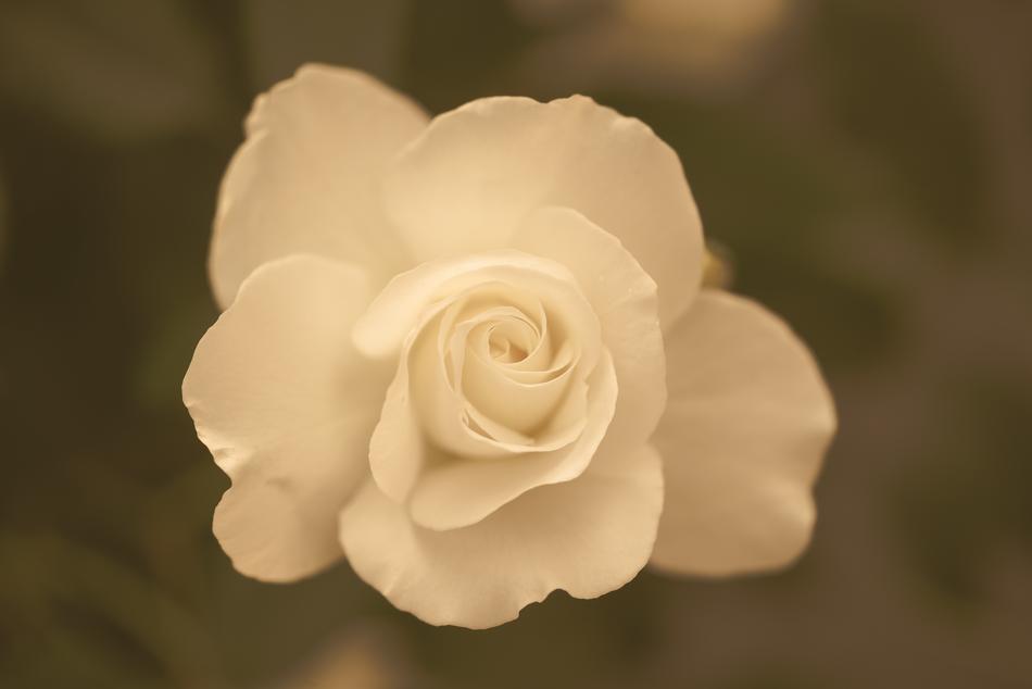 White Rose Sepia