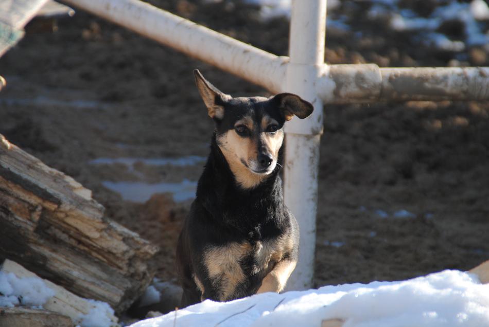 A Cross Between Dog Animal Happy