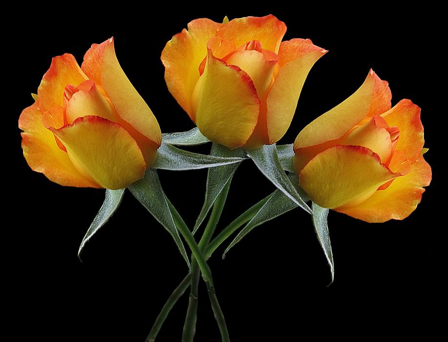 Flowers Roses Bouquet Of