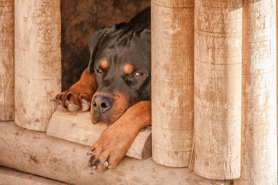 Rottweiler Dog Sleep