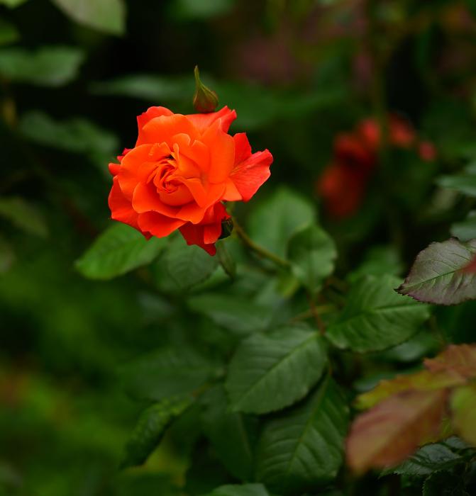 Flower Blossom Bloom