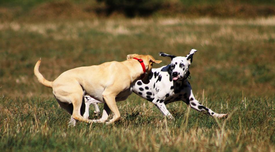 Dog Play Batons Dogs