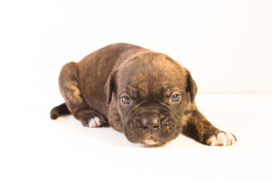 Puppy Dog Pet