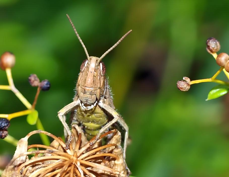 Laughing Grasshopper on meadow