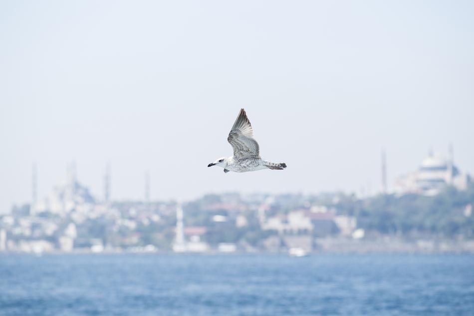 Bird Seagull Environmental