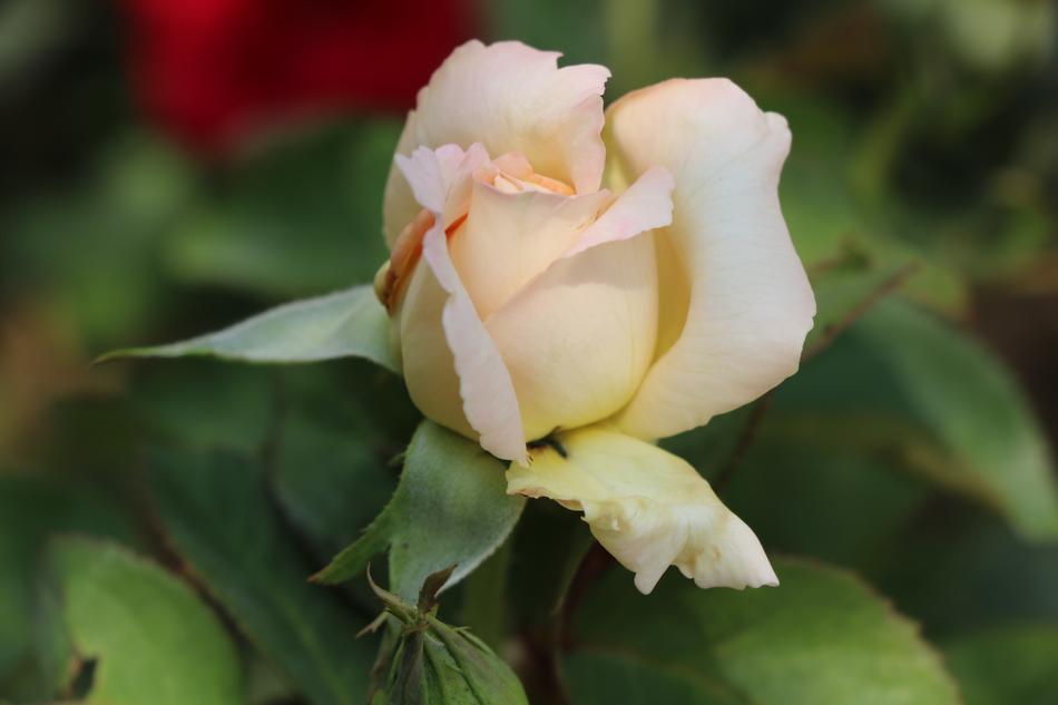White Rose Flower in spring
