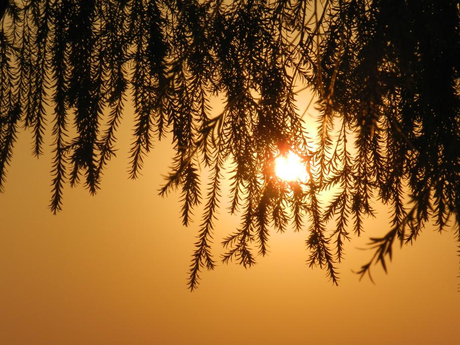 Tree Leaves Silhouette