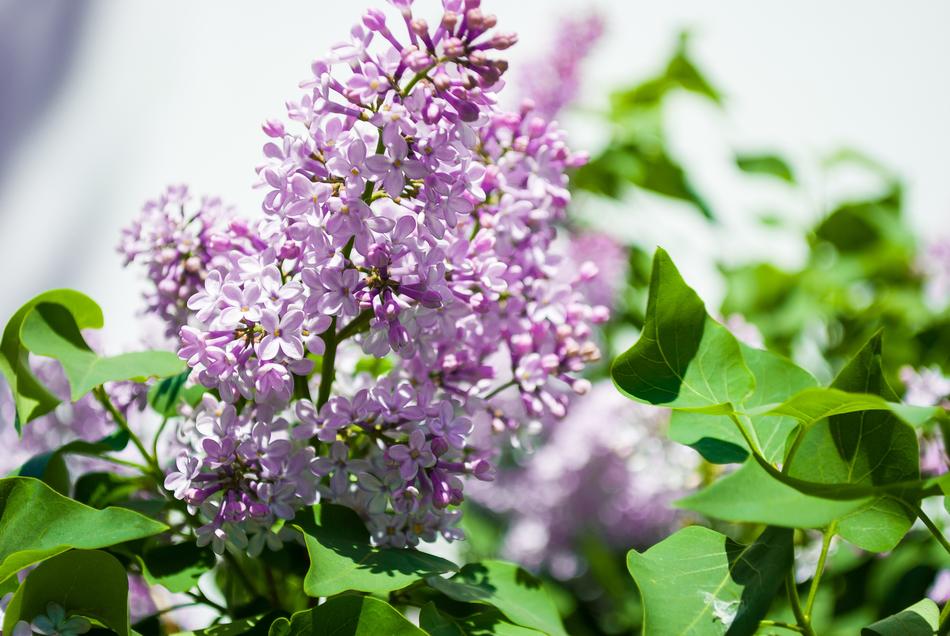 Flower Plant Nature