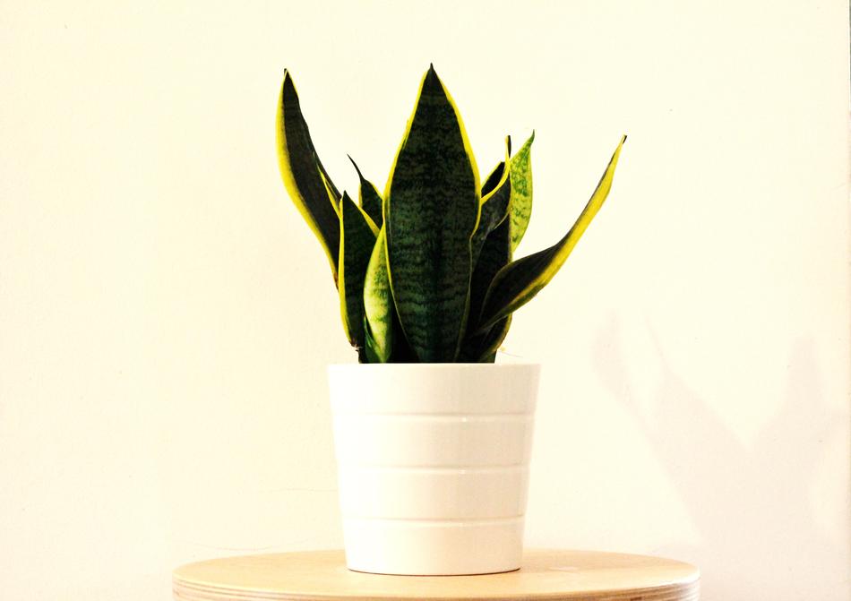 Sansevieria Plant Nature