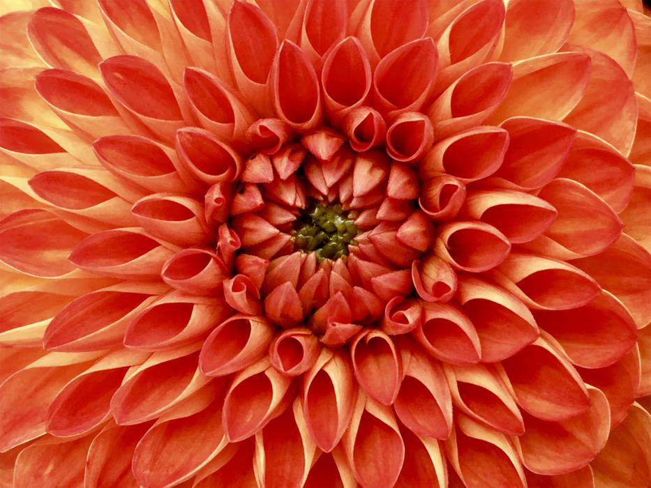 orange Dahlia Flower in Nature