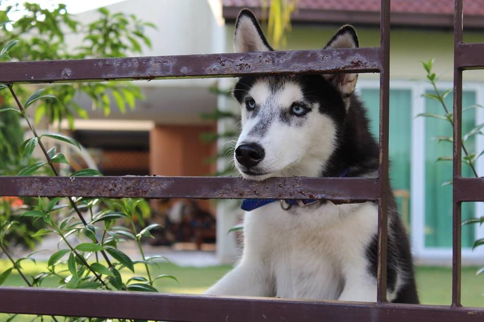 Dog Husky Beautiful