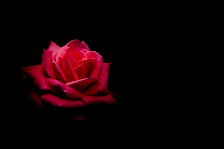 Flower Rose Nature
