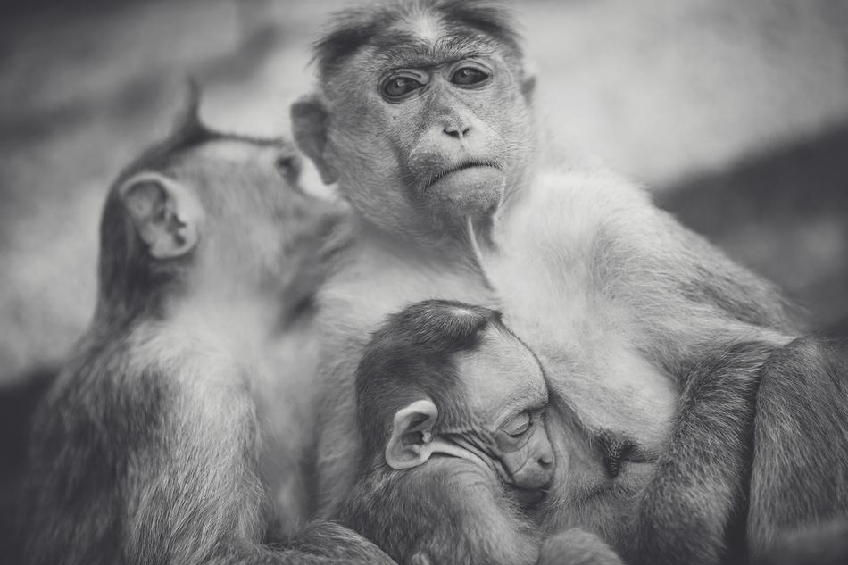 Monkey Mother Female