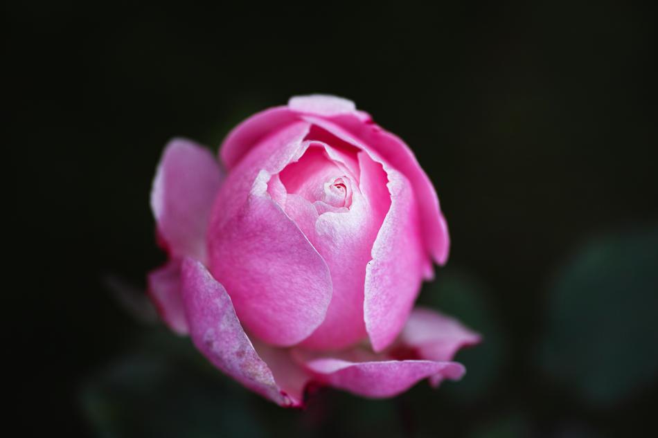Rose Pink The Leaves Are