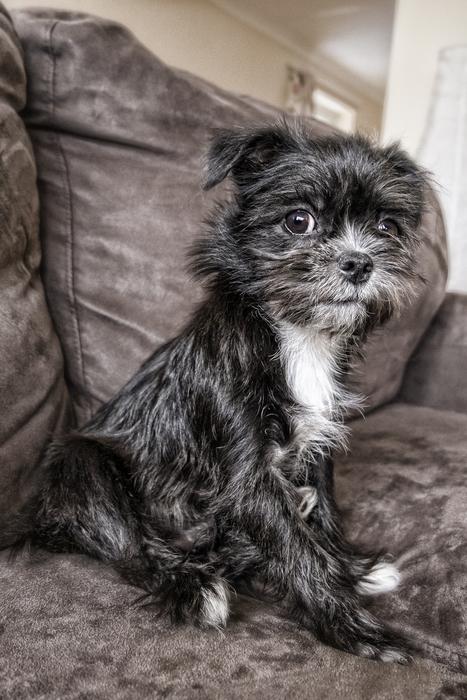 Dog Sitting Sofa