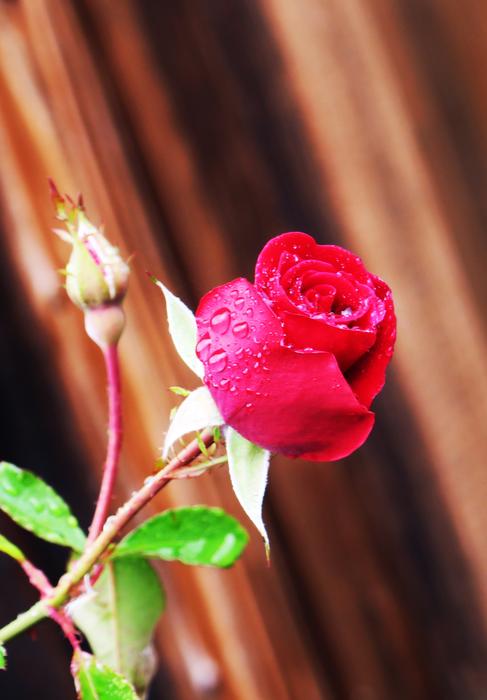 Flower Plant Nature