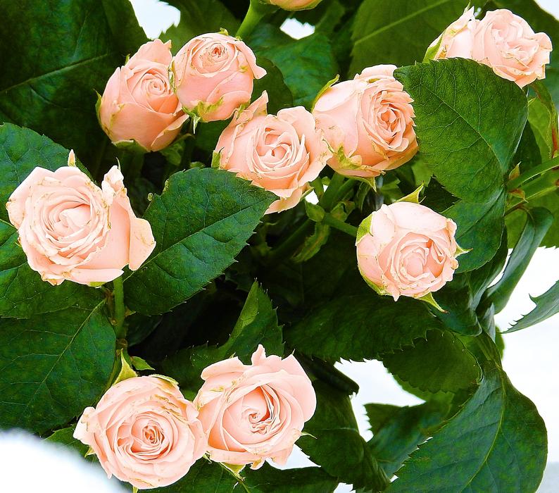 Rose Love Flower