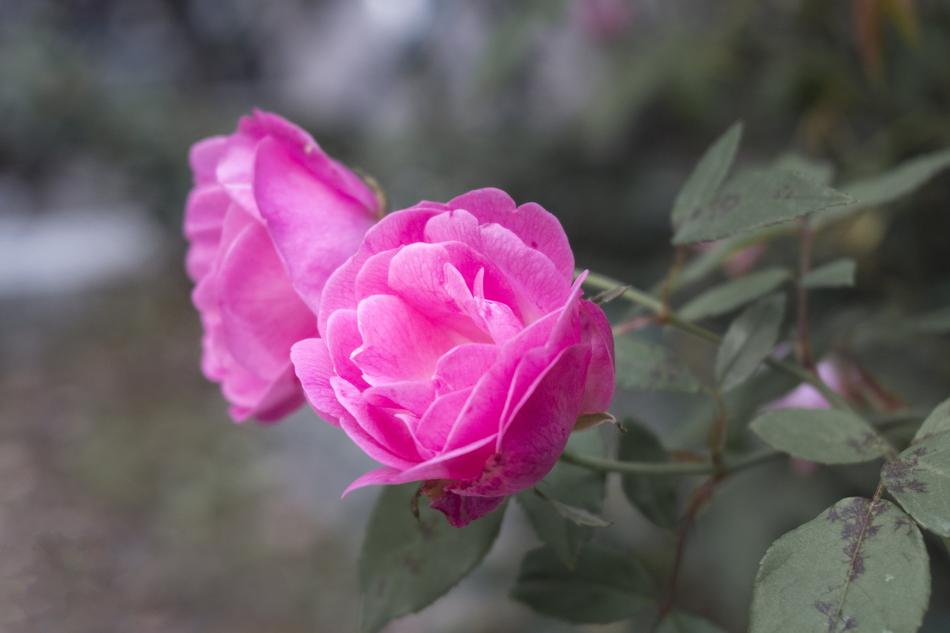 Pink rose garden free image download
