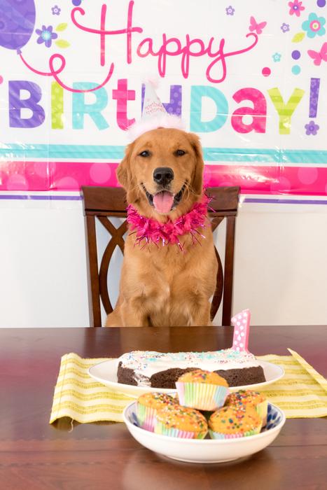 Birthday party Dog