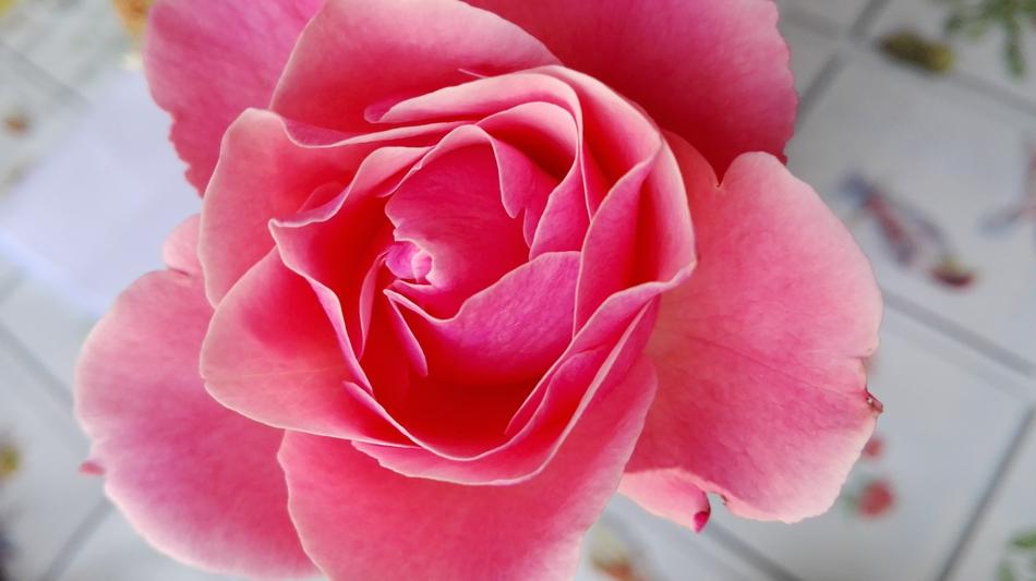 Rosa Fiore Natura