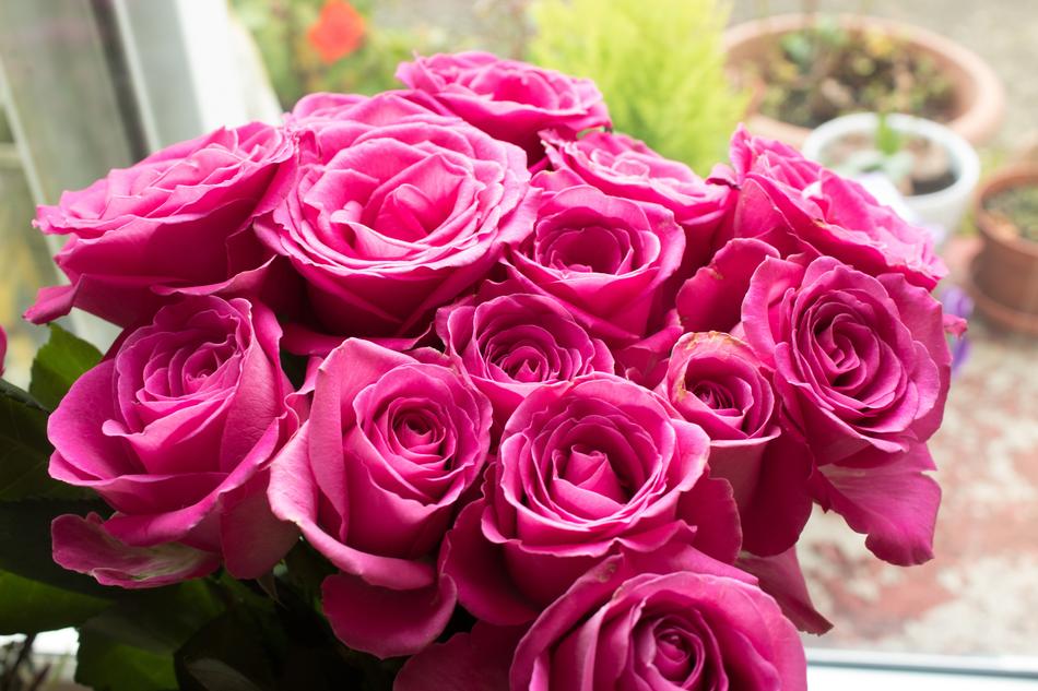 Pink Roses Flowers
