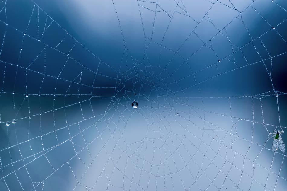 Autumn Winter Dew Blue