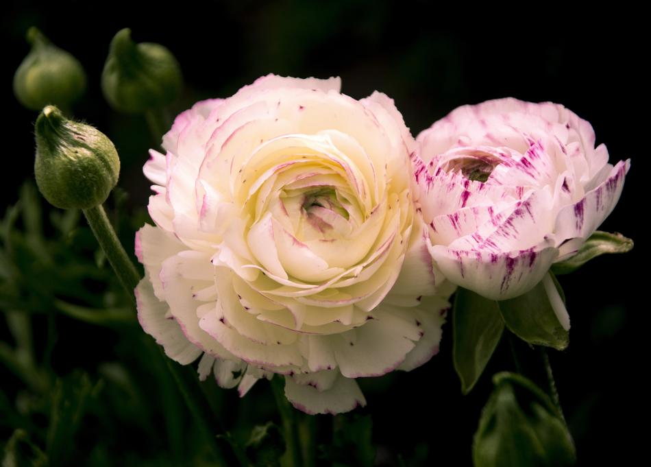 Rose White Peace